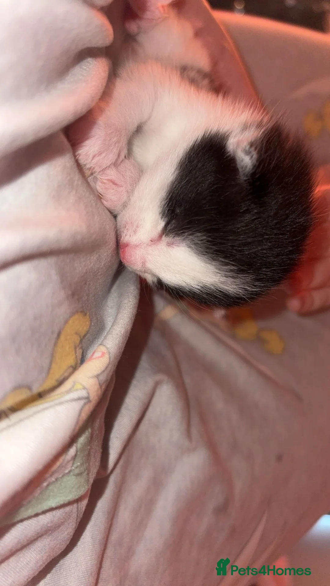 British Shorthair cats for sale: Kittens  - Advert 2