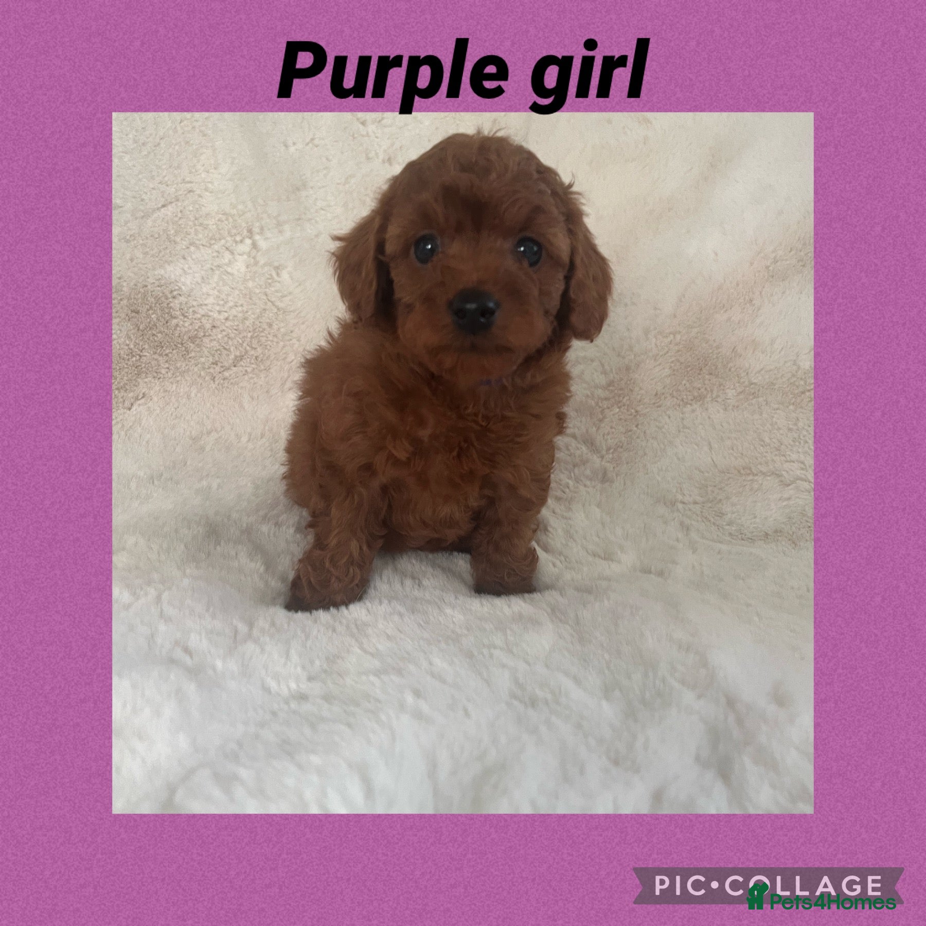 Cavapoo dogs Merlesque 5⭐️Toy F1b curly teddy bear coats  - Advert 2