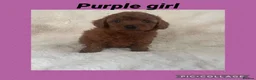 Cavapoo dogs for sale: Merlesque 5⭐️F1b curly teddy bear coats  - Advert 15