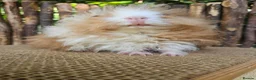 Guinea Pig rodents for sale: Gorgeous Minipli sow gold and white girl ready now - Advert 2