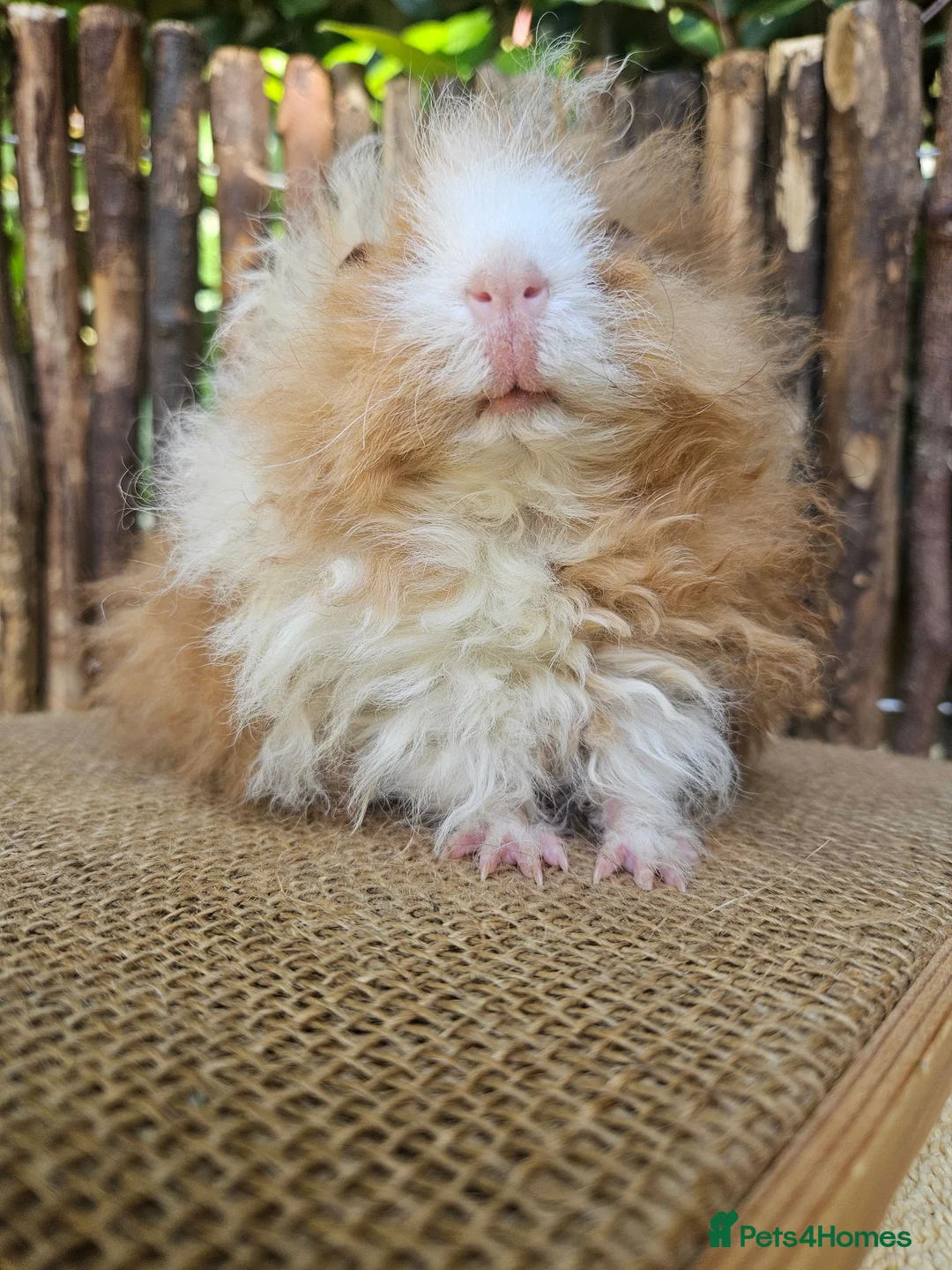 Guinea Pig rodents for sale: Gorgeous Minipli sow gold and white girl ready now - Advert 2
