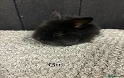 Mini Lop rabbits for sale: Stunning mini lop babies  - Image 11
