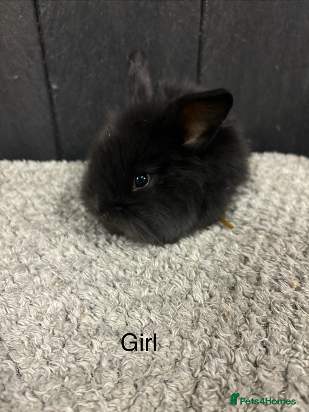 Mini Lop rabbits for sale: Stunning mini lop babies  - Image 11