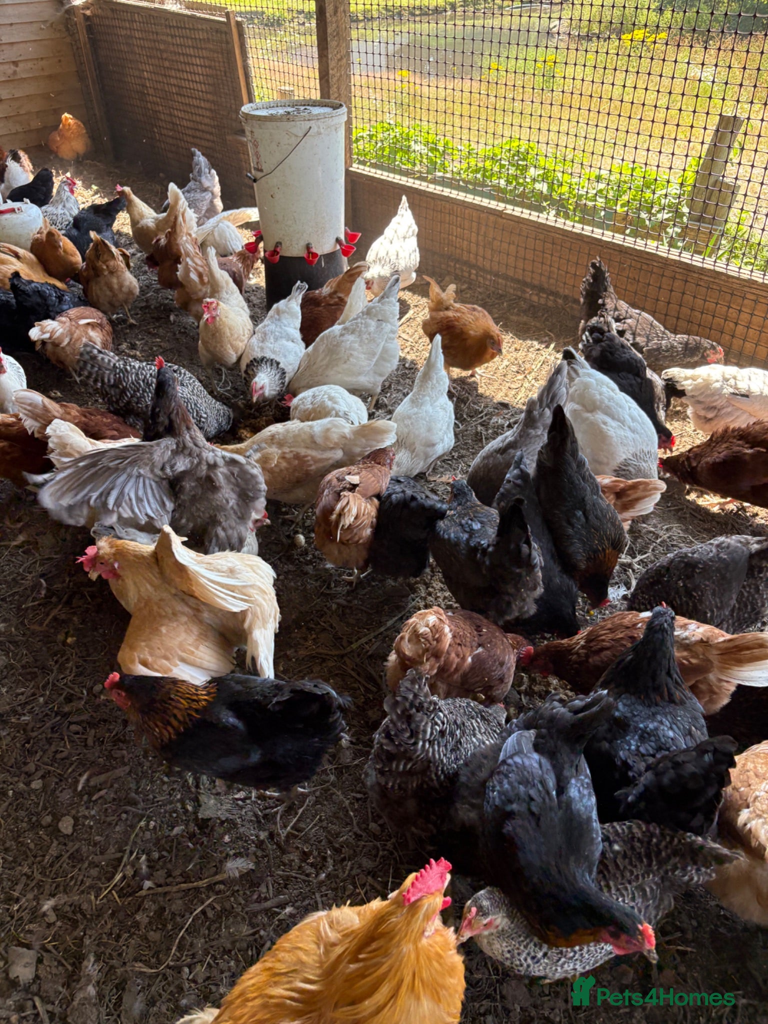 Mixed Breed poultry Laying hens  - Advert 2