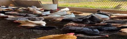 Mixed Breed poultry for sale: Laying hens  - Advert 1
