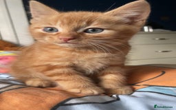 Mixed Breed cats for sale: Beautiful kittens  - Image 4