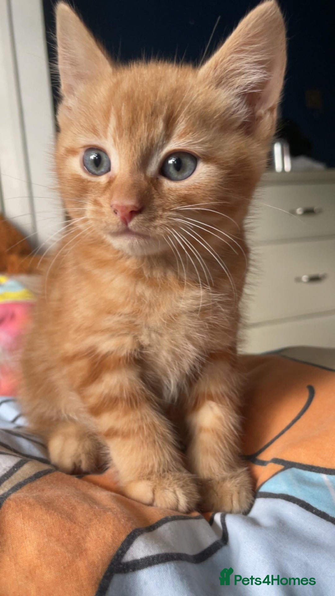 Mixed Breed cats for sale: Beautiful kittens  - Image 4