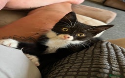 Mixed Breed cats for sale: Mixed breed boy  - Image 3