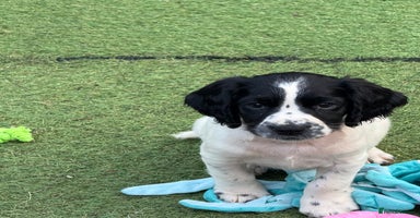 English Springer Spaniel dogs - Advert 7