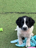 English Springer Spaniel dogs - Advert 5