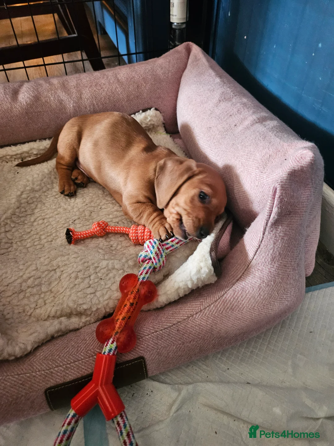 Miniature Dachshund dogs for sale: Kc registers mini smoothaired dachshund puppies - Advert 6