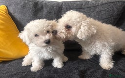 Bichon Frise dogs for sale: Pure Bichon girl puppy for sale in Bromsgrove - Image 5