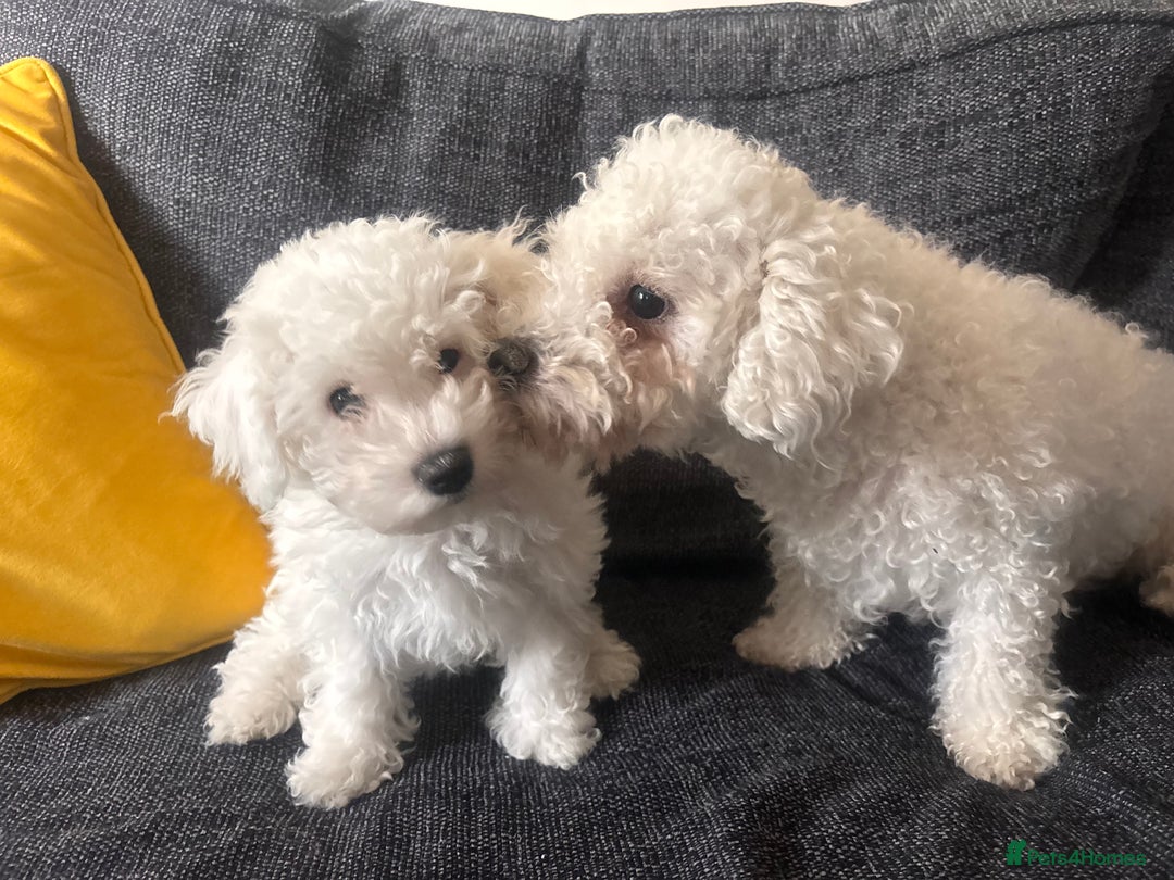 Bichon Frise dogs for sale: Pure Bichon girl puppy for sale in Bromsgrove - Image 5