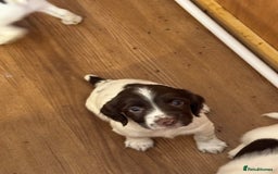 English Springer Spaniel dogs for sale: KC registered English Springer Spaniels  - Image 7