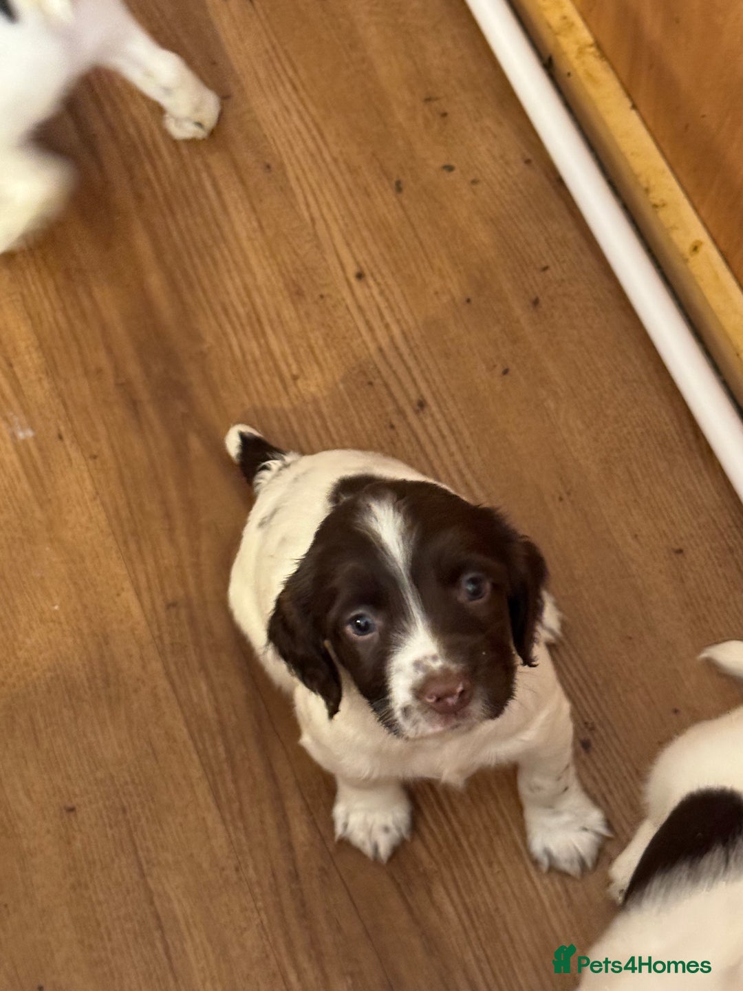 English Springer Spaniel dogs for sale: KC registered English Springer Spaniels  - Image 7