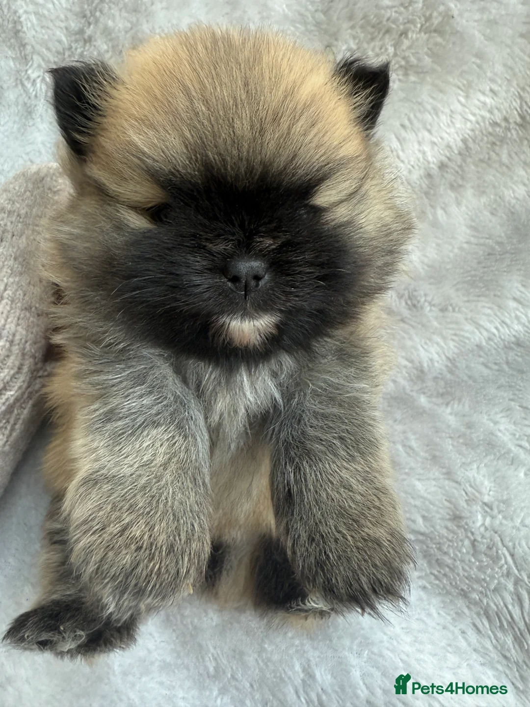 Pomeranian dogs for sale: Gorgeous small Pomeranian puppies 🧸  - Advert 10