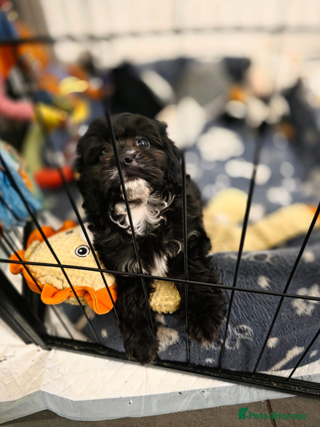 Cavapoo dogs for sale: TOY CAVAPOO BOY - Advert 6