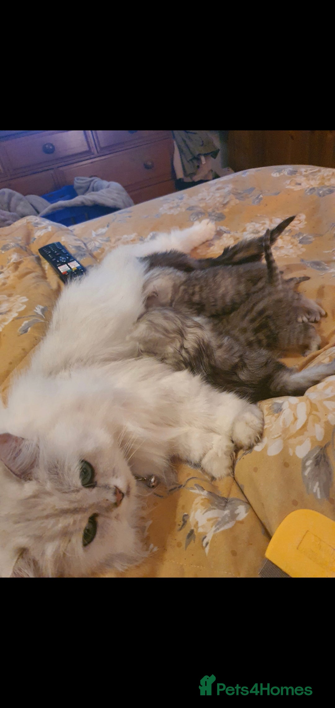 Persian cats for sale: Persian ready now - Image 3