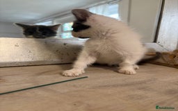 Russian Blue cats for sale: 2 blue and white long haired kittens  - Image 14