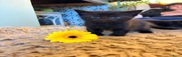 Mixed Breed cats for sale: Black kittens - Advert 6