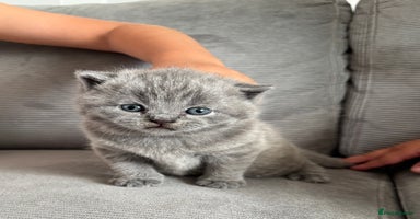 British Shorthair cats - Advert 6