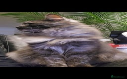 Maine Coon cats for sale: 🐾 Proven TICA  Maine Coon Queen – Black Smoke 🐾 - Image 3