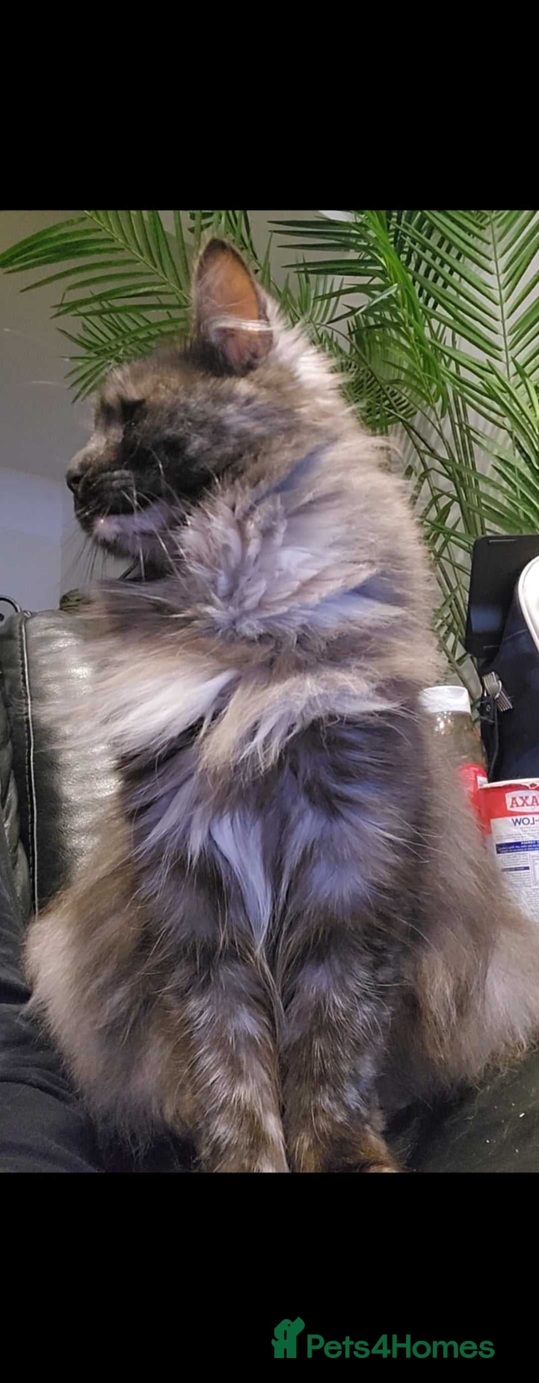 Maine Coon cats for sale: 🐾 Proven TICA  Maine Coon Queen – Black Smoke 🐾 - Image 3