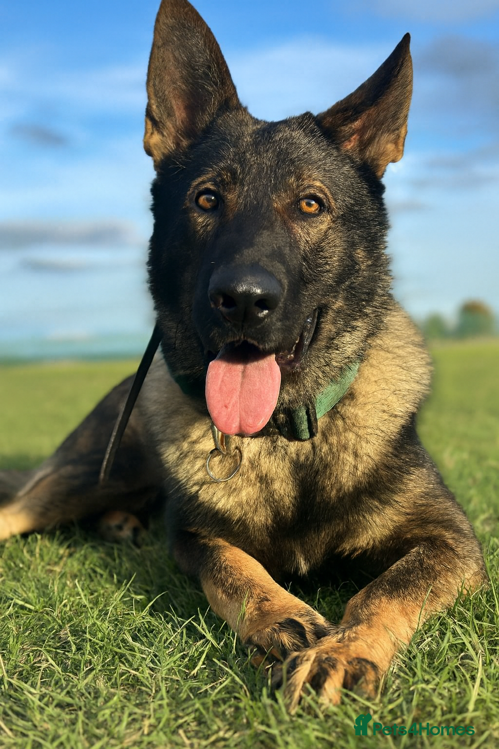 German Shepherd dogs Stunning Working-Line GSD Needs A Forever Home! - Advert 1