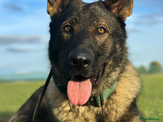 German Shepherd dogs Stunning Working-Line GSD Needs A Forever Home! - Advert 7