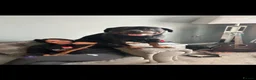 Rottweiler dogs for sale: German Rottweiler puppies  - Advert 29