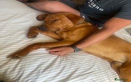 Labrador Retriever dogs for stud: Waffle doggy  - Image 8