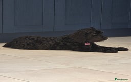 Cockapoo dogs for sale: Doris the Cockerpoo - Image 7