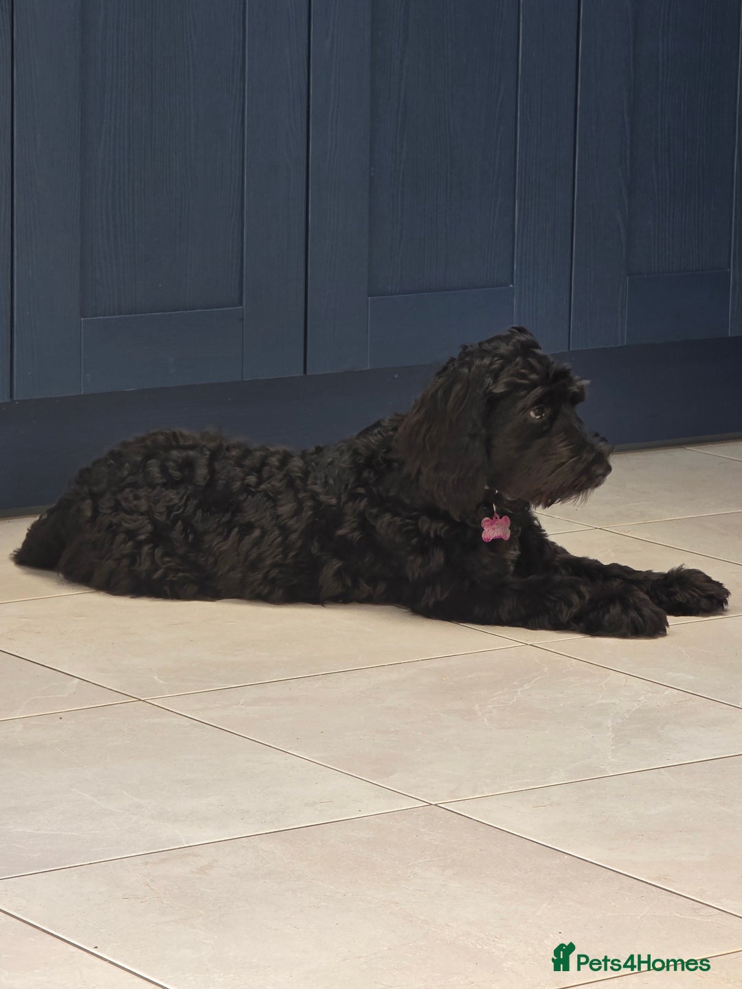 Cockapoo dogs for sale: Doris the Cockerpoo - Image 7