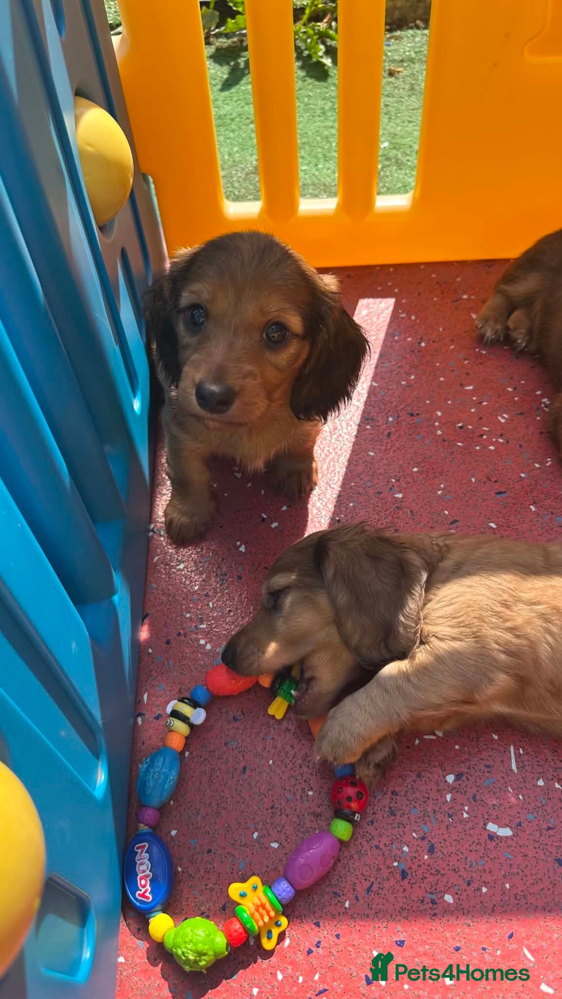 Dachshund dogs  Stunning Miniature longhaired dachshund puppies  - Advert 1