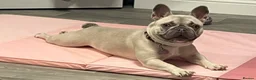 French Bulldog dogs for sale: Female frenchie rehome - Advert 11