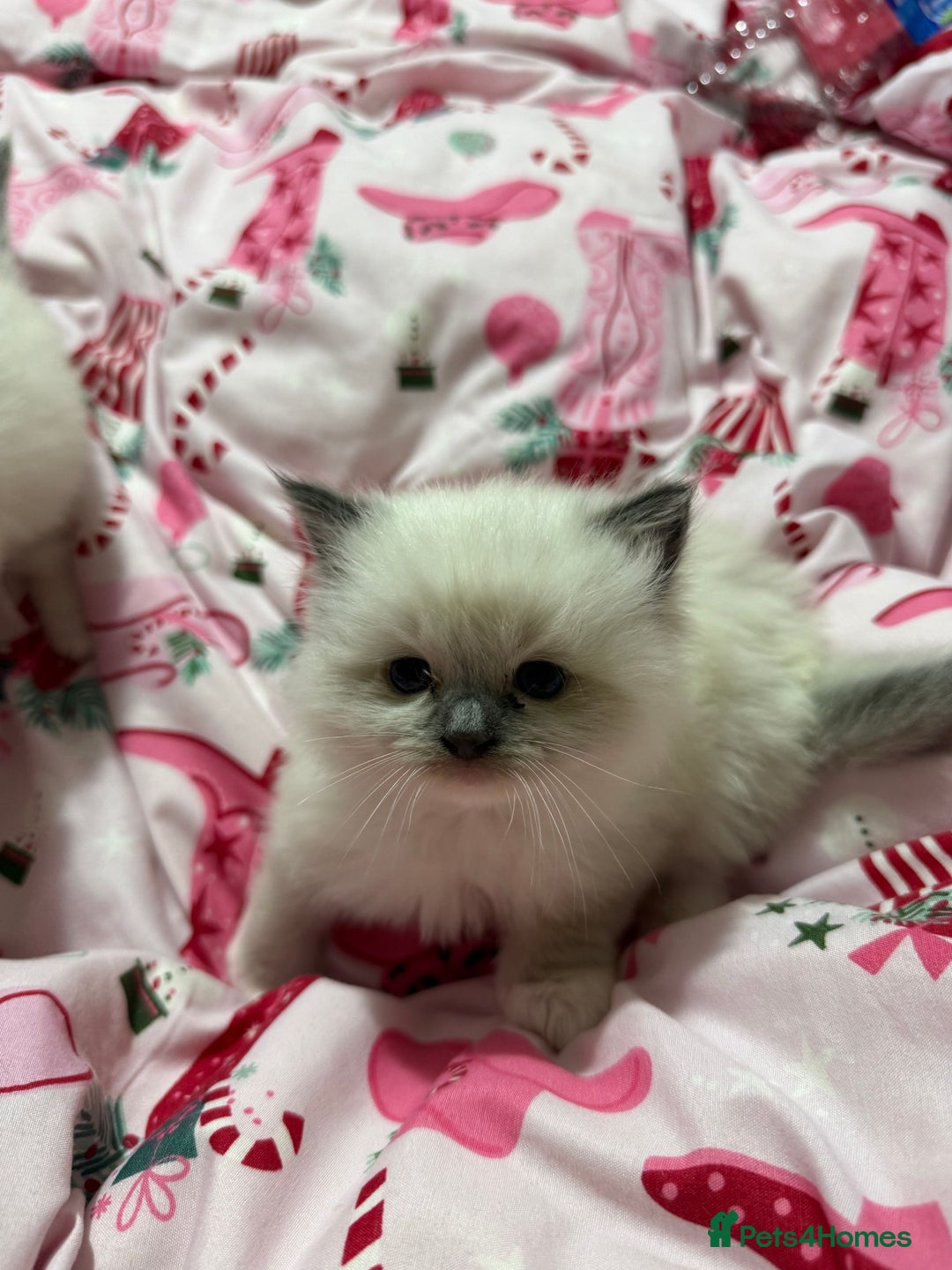 Ragdoll cats for sale: 2 female blue mitted rag doll kittens - Advert 5