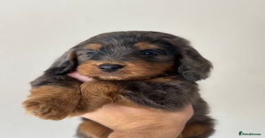 Cockapoo dogs - Advert 12