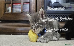 Maine Coon cats for sale: Maine Coons FluffyPaws.Uk  - Image 31