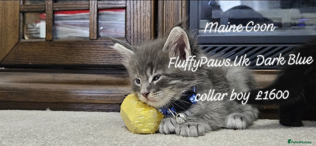 Maine Coon cats for sale: Maine Coons FluffyPaws.Uk  - Image 31