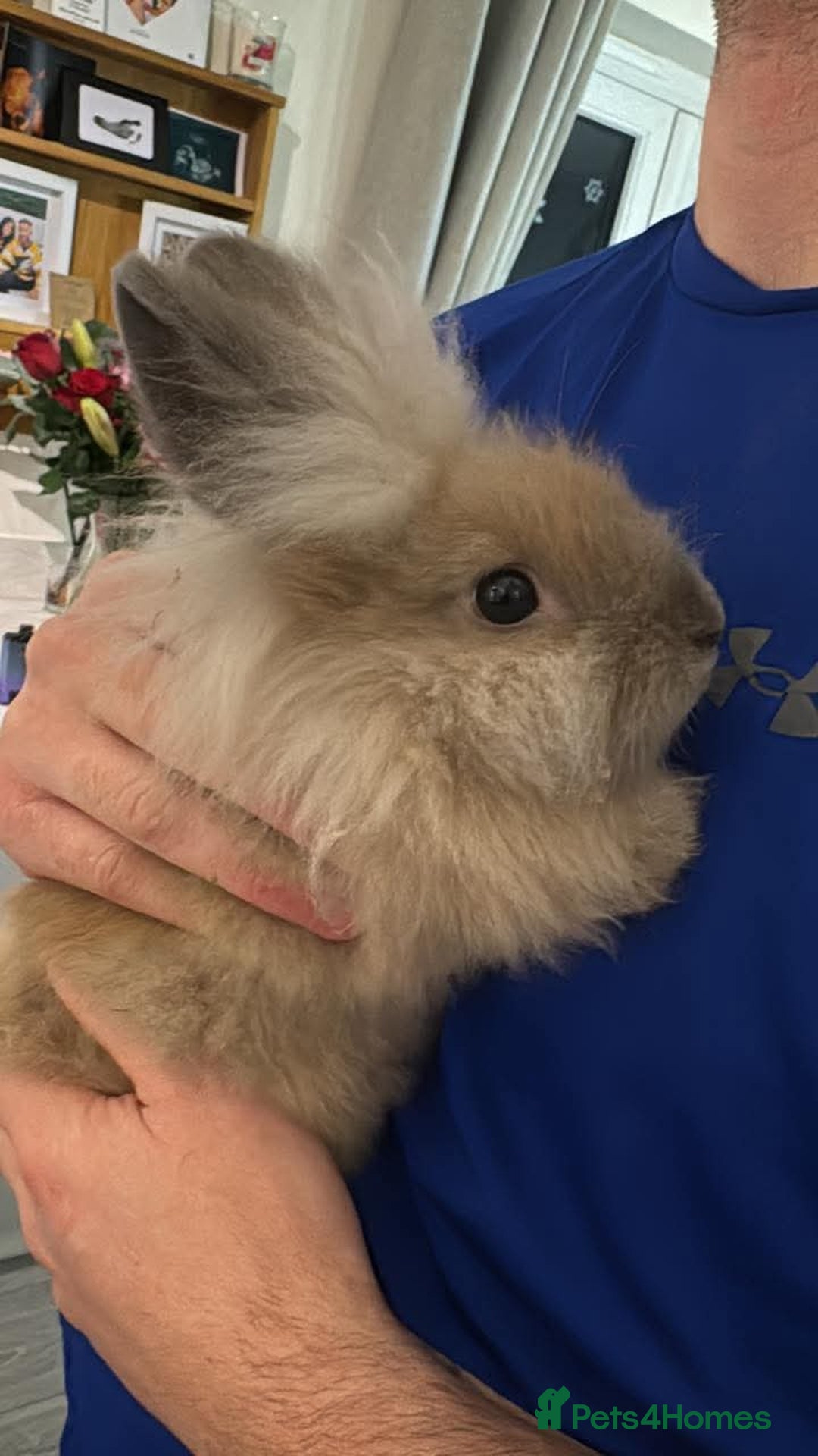 Lionhead rabbits for sale: Lionhead bunnies x2 male - Advert 8