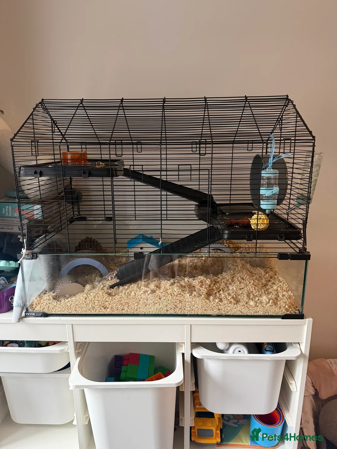 Hamster rodents for sale: Hamster in Coventry - Advert 1