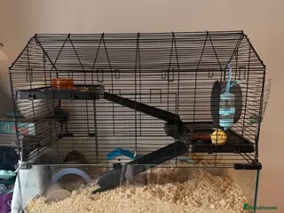 Hamster rodents Hamster in Coventry - Advert 2