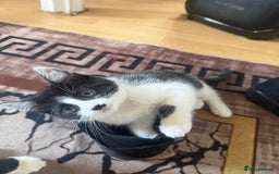 Mixed Breed cats for sale: 4 kittens for sale - Image 2