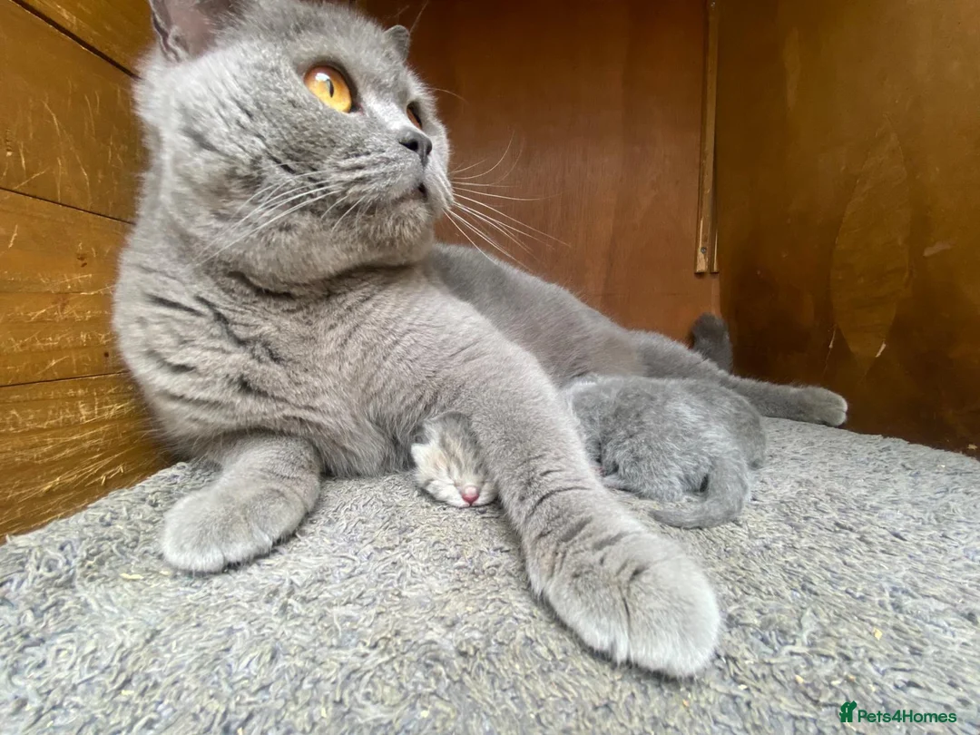 Scottish Fold cats for sale: Scottish Fold Kitten Solid Blue boy left (Folded) - Advert 2