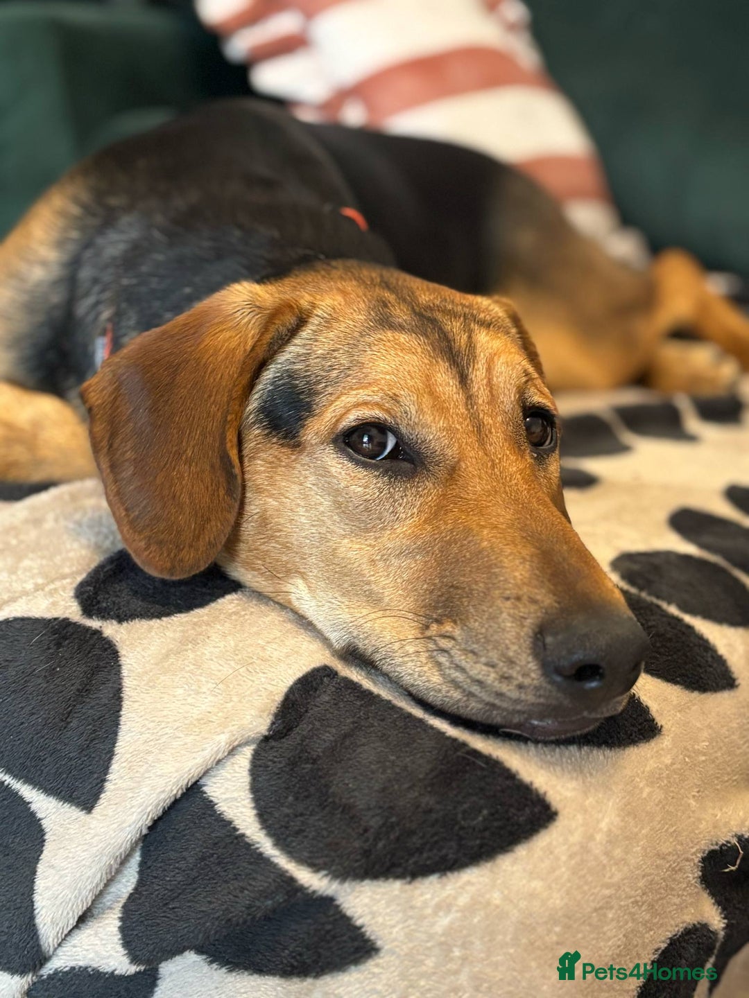 Mixed Breed dogs for adoption: LUNA - 9 months old, Adorable Girl Hound Mix Pup - Image 5