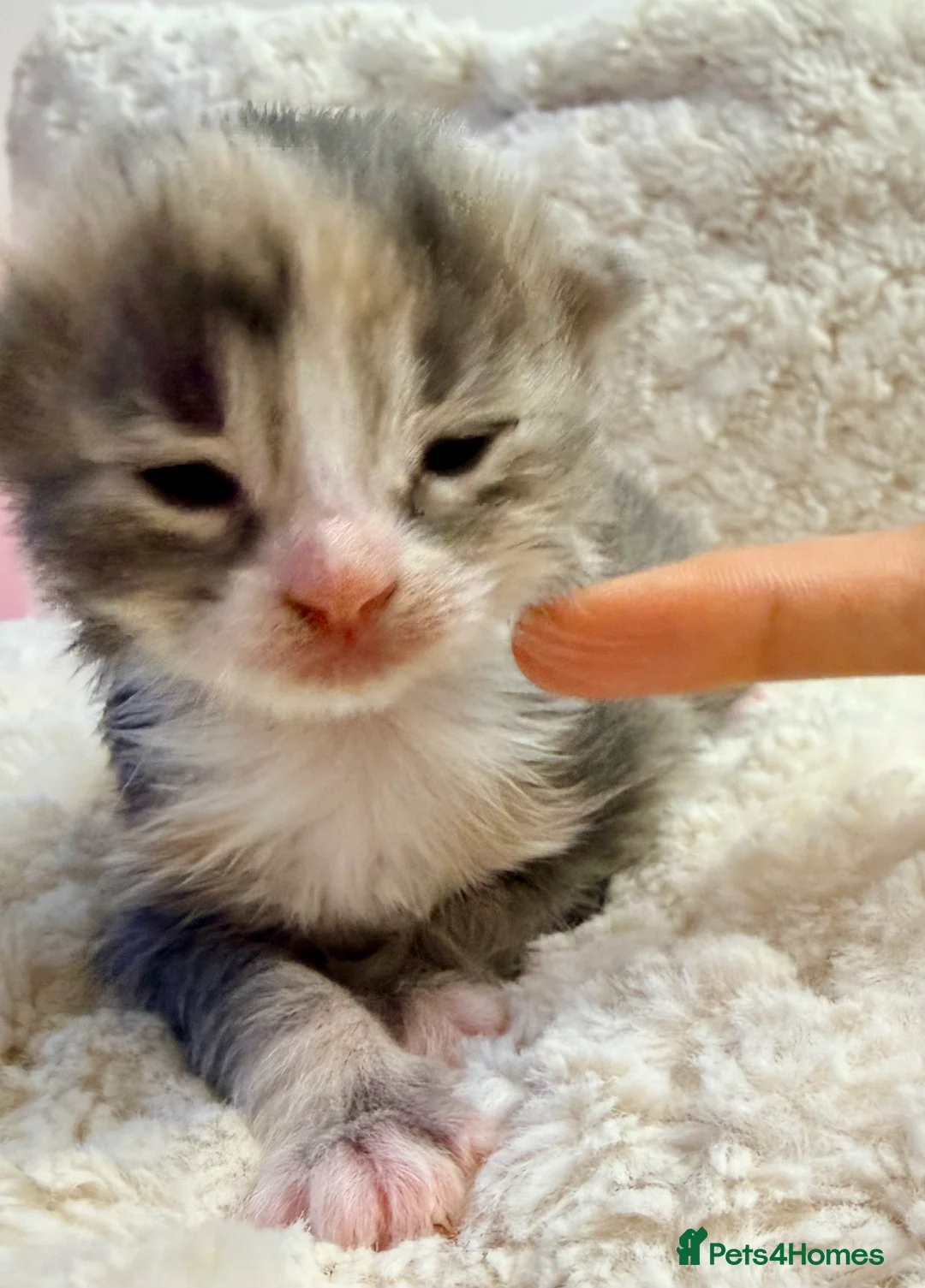 Siberian cats for sale: ✨ Stunning Siberian Neva Masquerade Kittens ✨ - Advert 10