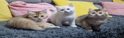British Shorthair cats for sale: British shorthair pedigree kittens - Advert 13
