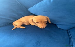 Miniature Dachshund dogs for sale: KC reg PRA clear smooth mini dachshund puppies - Image 14