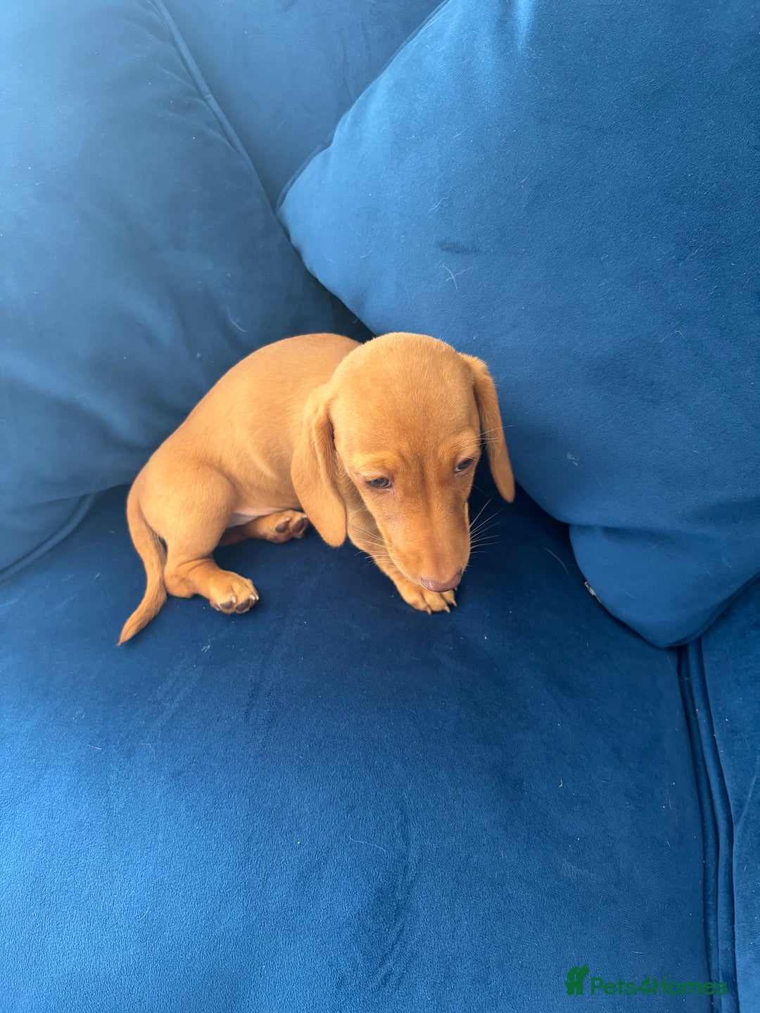 Miniature Dachshund dogs for sale: KC reg PRA clear smooth mini dachshund puppies - Image 14