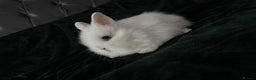 Lionhead rabbits for sale: Beautiful lion-head bunnies 🐰  - Advert 14